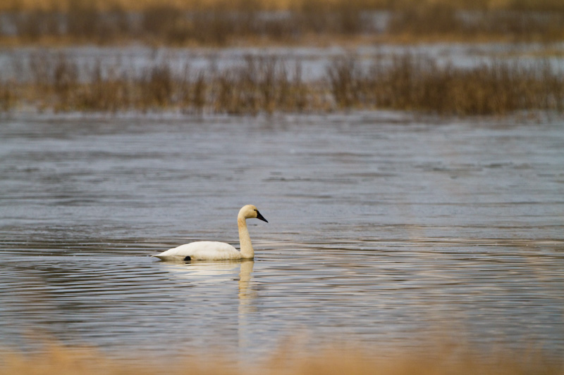 Tundra Swan